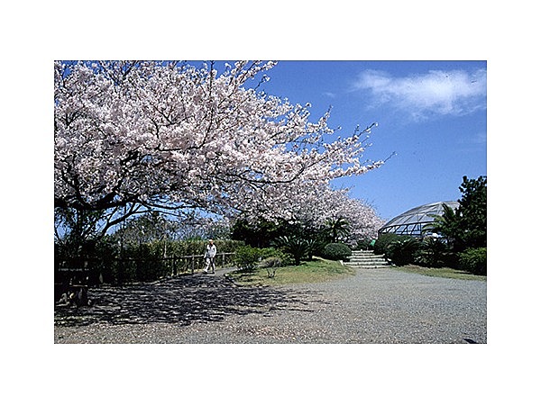 披露山公園の桜