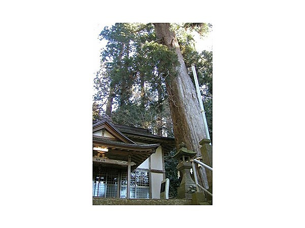 根小屋諏訪神社の杉