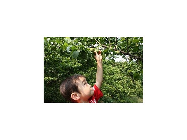 相模原市川尻財産区本沢梅園