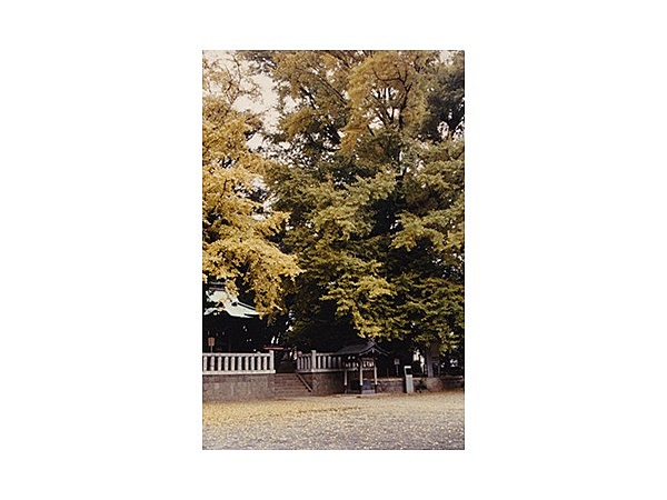 鶴嶺八幡社の大イチョウ