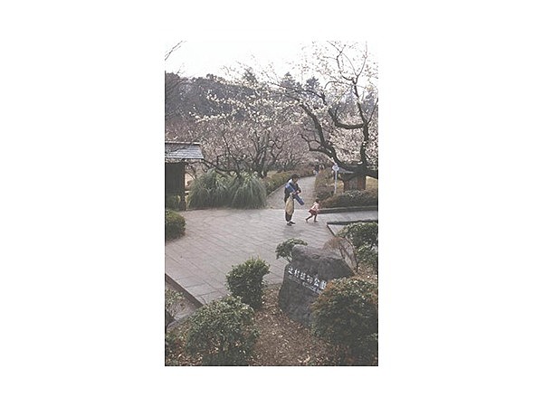 辻村植物公園の梅