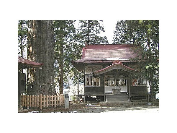 青根諏訪神社の大スギ