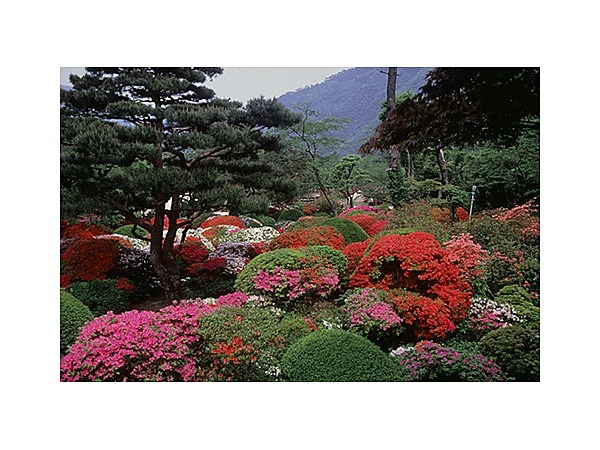 蓬莱園のツツジ