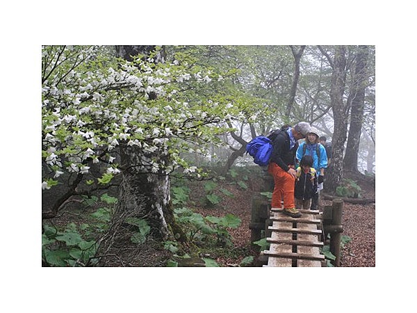 シロヤシオツツジ