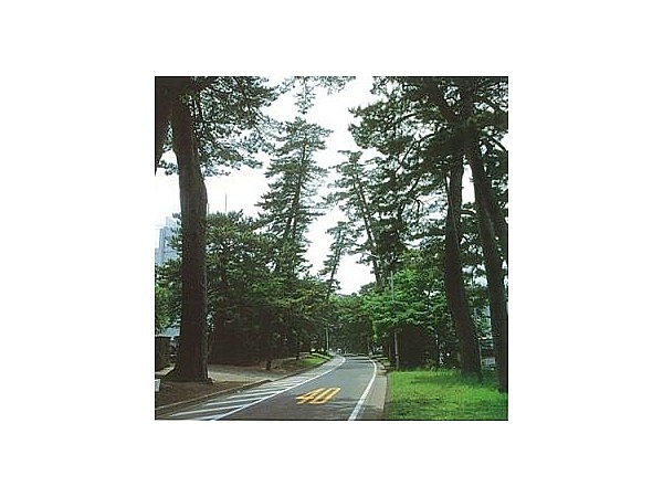 旧東海道の松並木