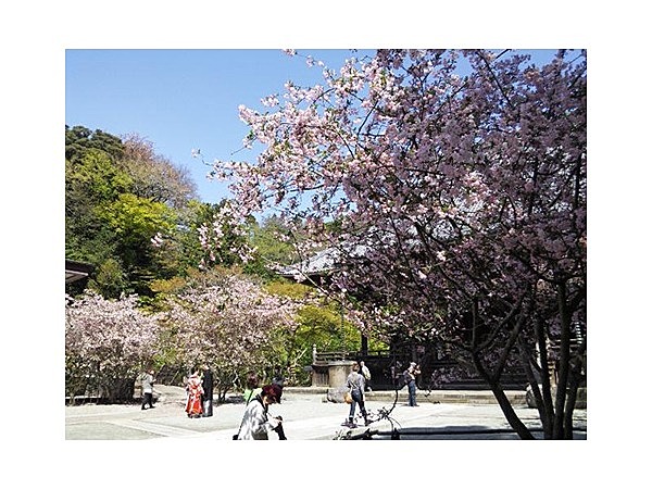 妙本寺のカイドウ