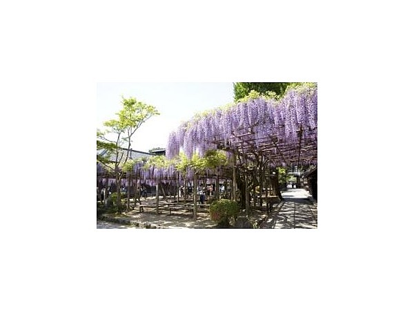 北方文化博物館【藤の名所】