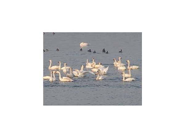大河津分水【白鳥の飛来地】