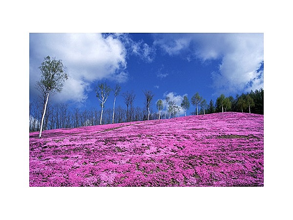 滝上公園の芝ざくら
