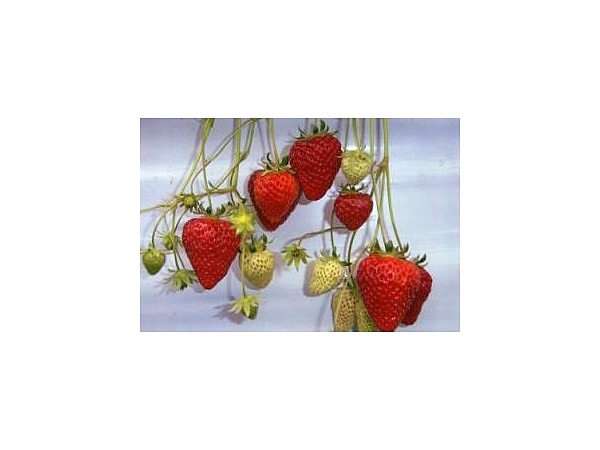 夢ファームあらかわいちご園【イチゴ狩り】