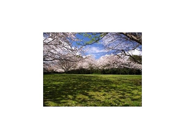 小木城山公園【桜の名所】