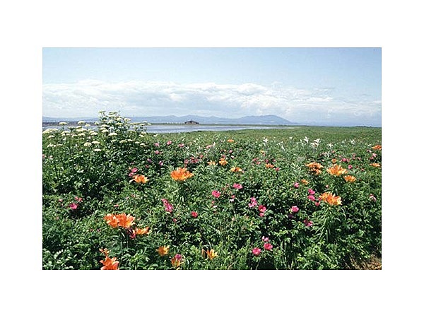 ワッカ原生花園