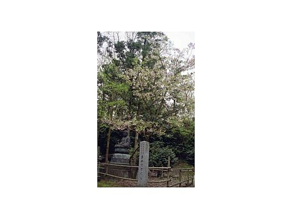 乙宝寺のきのとざくら