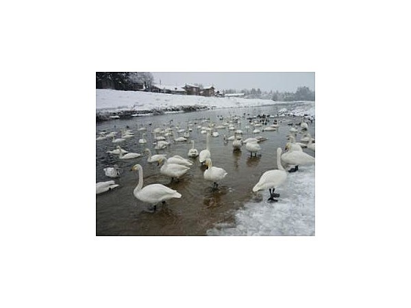 森町【白鳥飛来地】