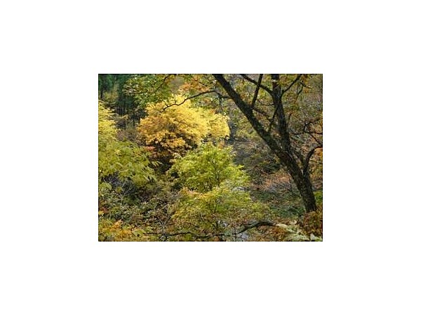山熊田渓谷【紅葉の名所】