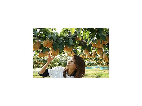 白根大郷中村観光果樹園