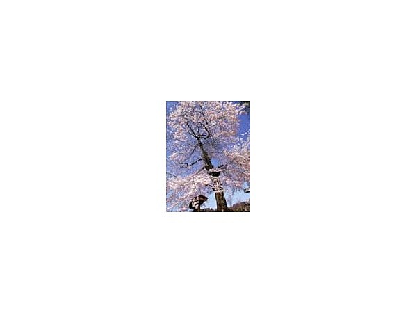 白倉のカスミザクラ【桜の名所】