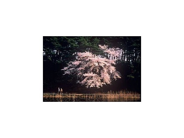 じゅんさい池公園【桜の名所】