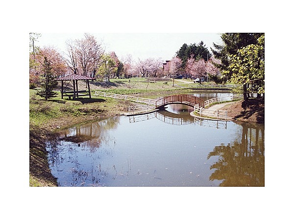 金比羅公園の桜（北海道）