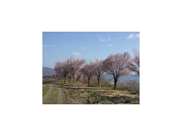 段丘桜【桜の名所】