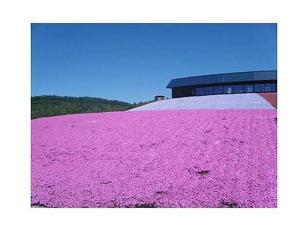 芝桜（北海道名寄市）