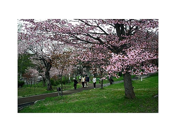 桜山公園（北海道）