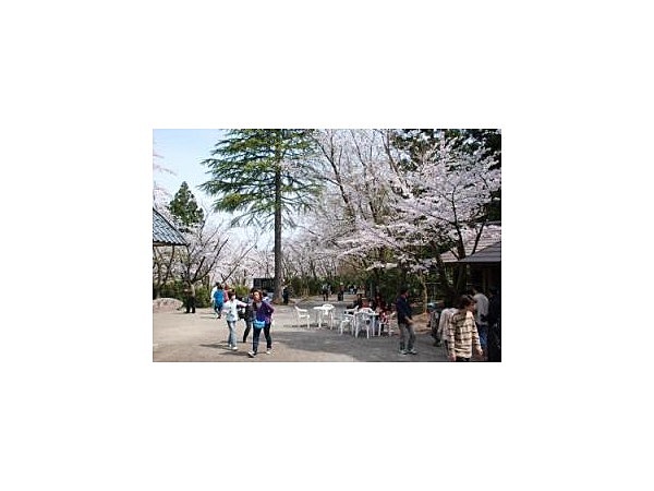 雪椿の群生地 加茂山公園【桜の名所】