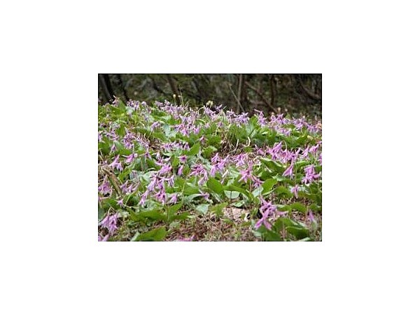 大湯温泉かたっこ群生地【カタクリの名所】