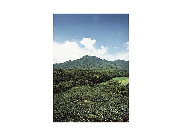 角田山カタクリ