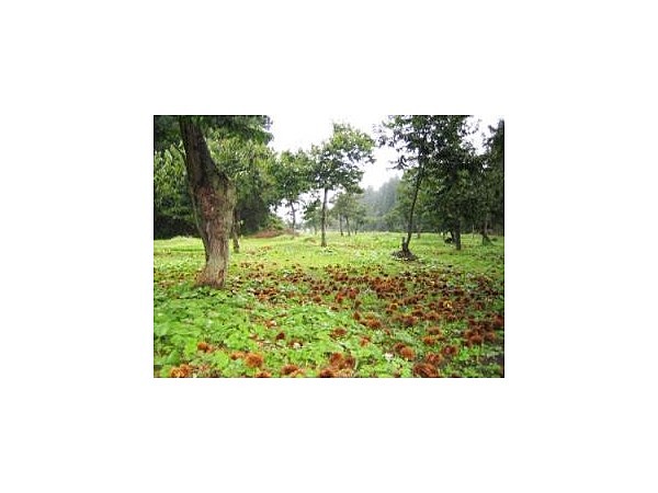 黒沢観光くり園さるなし園