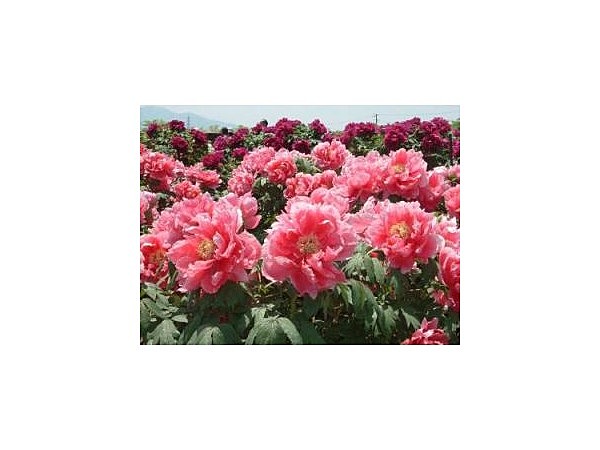 ぼたん百種展示園【ぼたんの名所】