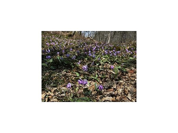 雪国植物園【カタクリ】