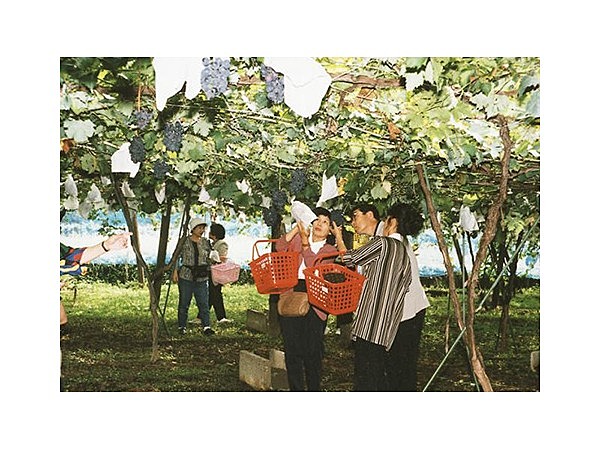 荒川峡ブドウ園