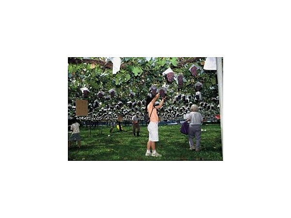 池田観光果樹園