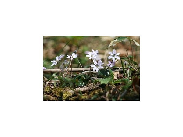 大崎雪割草の里