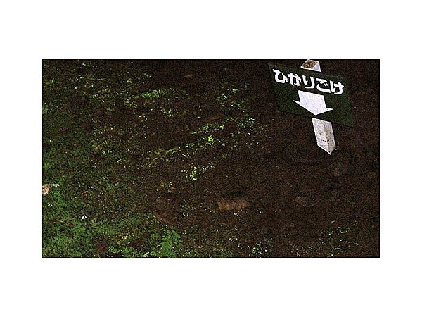 羅臼のひかりごけ