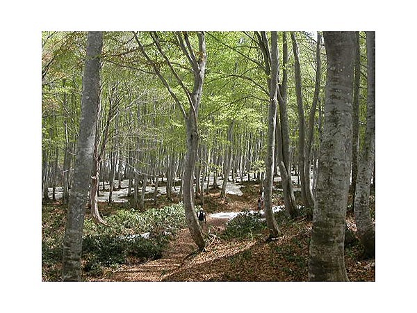 平丸ふれあいの森(ブナ林)