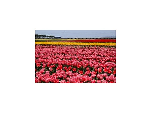 荒川のチューリップ