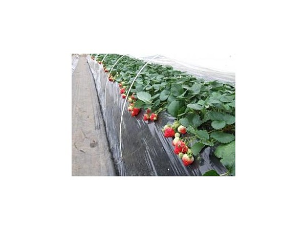 観光いちご園 レコルタン