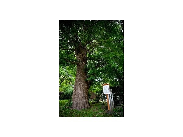 権現様の大銀杏