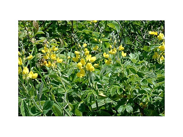 野付半島原生花園