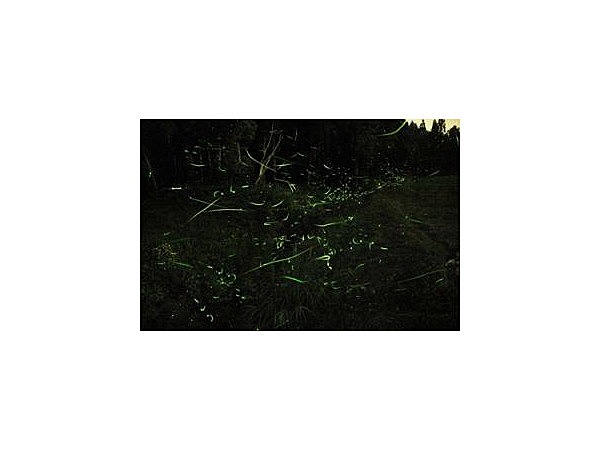 下船渡本村団地【蛍の名所】