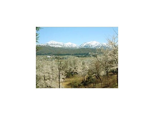 小出公園【桜の名所】