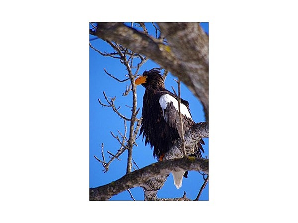 オオワシ・オジロワシ