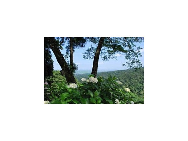 護摩堂山あじさい園