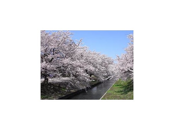 新江の桜並木【桜の名所】