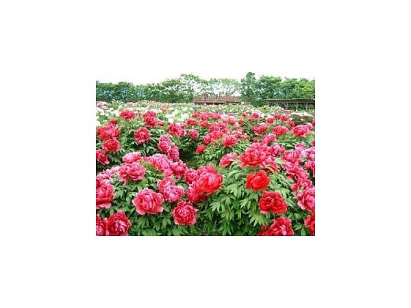 第23回 五泉市花木まつり