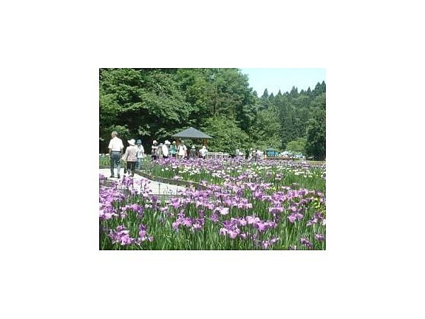 しらさぎ森林公園の花菖蒲