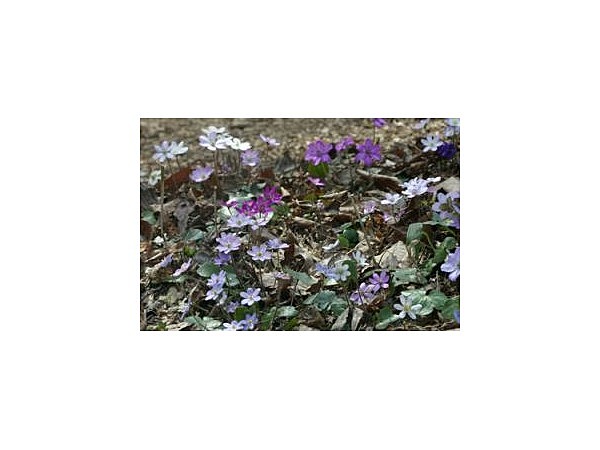 国営越後丘陵公園【雪割草】