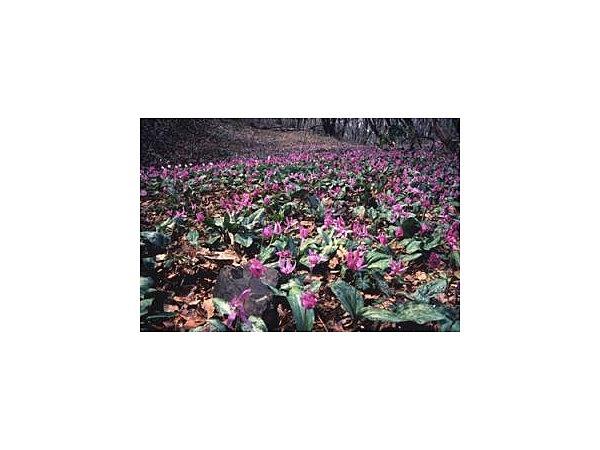 春の山野草トレッキング 送迎付き立ち寄り湯プラン